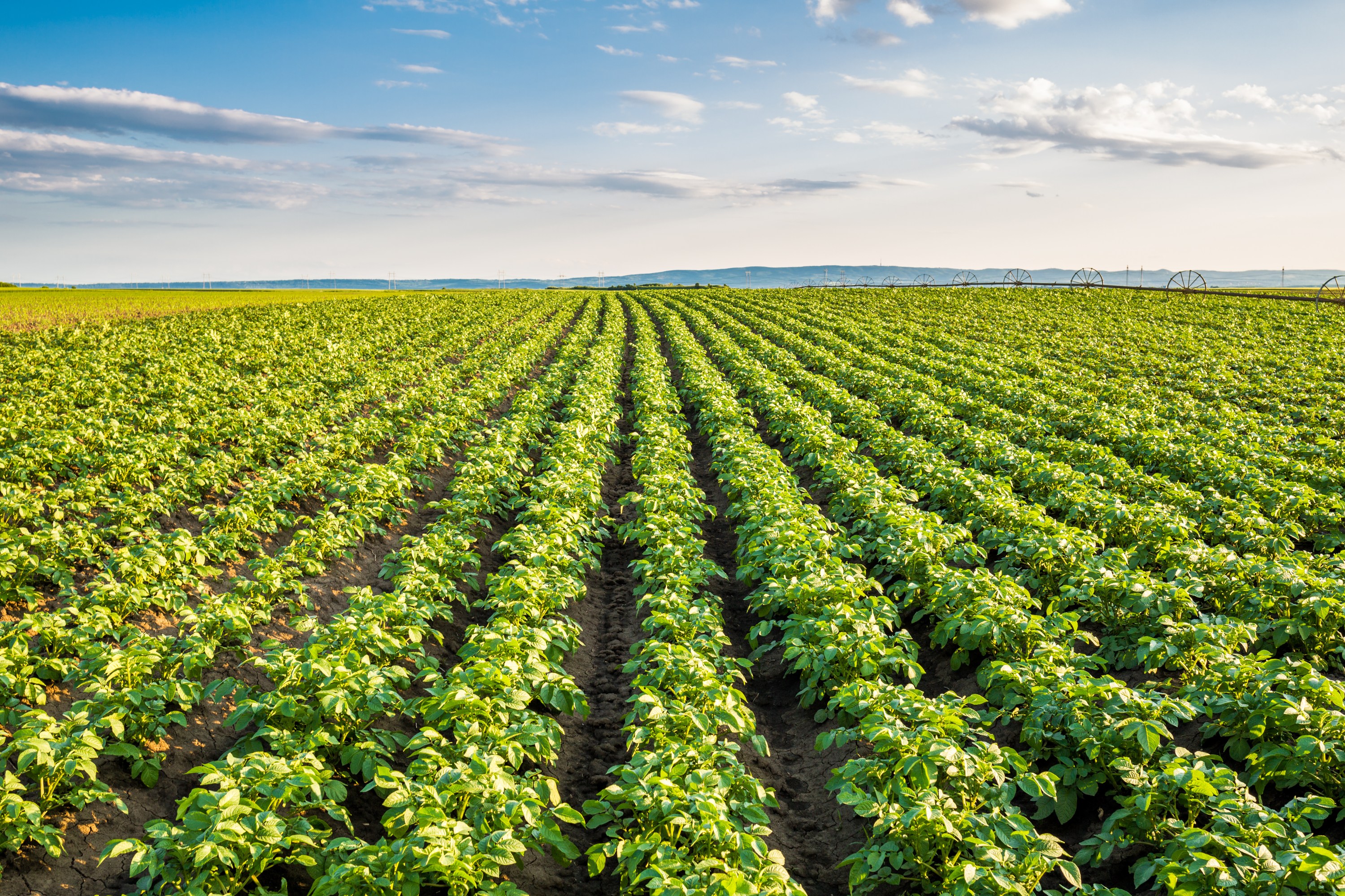 Potato fields